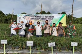 Pemkab Bangka Tengah kembangkan sistem pertanian digital