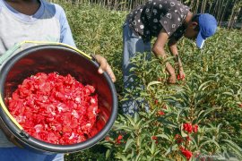 BRIN ciptakan varietas unggul pacar air untuk tanaman hias dan bahan baku obat