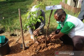 Pemkab Batola tanam 700 pohon di kawasan insinerator
