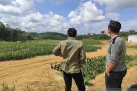 Satgas percepat peremajaan sawit rakyat di Kalbar