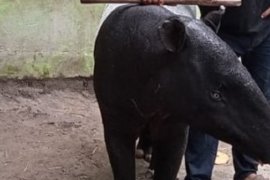 Tapir Taman Rimba Jambi bakal bertambah, "Peby" segera lahirkan anak