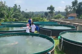 Petani milenial pembudidaya ikan raih diproyeksikan raih untung Rp4,42 juta/bulan