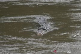 Lima tahun buaya terjerat ban di sungai Palu Page 1 Small