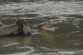 Lima tahun buaya terjerat ban di sungai Palu Page 2 Small