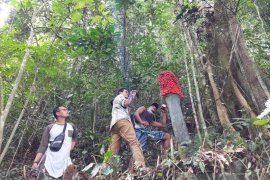 Populasi Bunga Bangkai dan Raflesia ditemukan di Kamang Mudiak