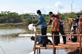 Bupati tebar benih ikan gabus di Danau Boom