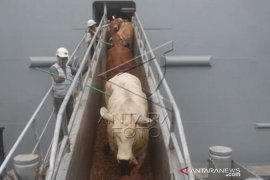 Sapi Impor Australia