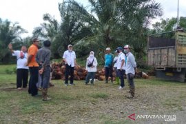 Produksi sawit PTPN XIV alami tren positif
