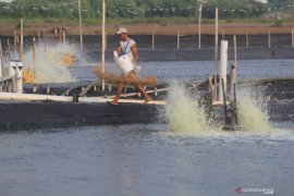 KKP ajak investor buka tambak udang di Pasuruan