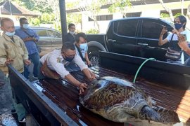 Polres Jembrana bongkar sindikat  perdagangan penyu hijau