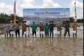 Wabup Sanggau tanam perdana varietas unggul di Tunggal Bakti