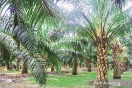 Populer, kebun sawit di Papua Barat hingga pidana akibat kumpul kebo