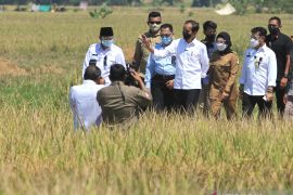 Presiden Jokowi hadiri panen raya padi