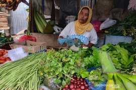 Daun pegagan diincar masyarakat Aceh Timur. Kenapa?
