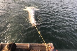 Hiu paus terdampar di Bengkulu dalam kondisi mati