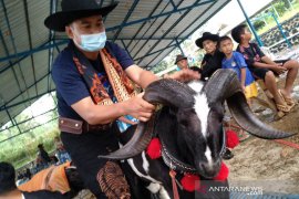 Hotman Paris, harganya di pamidangan Garut ditaksir Rp100 juta