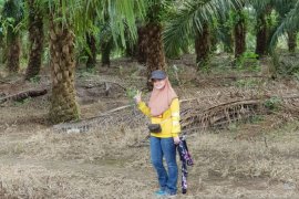 Ricca Susana sukses jadi pengusaha TBS sawit dibantu modal BRI