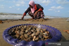 Mencari Kerang Di Pantai Page 1 Small