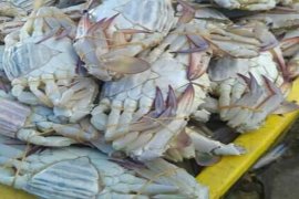 Harga kepiting rajungan capai Rp100.000/kg