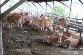 Stok daging ayam dan telur  di Kaltim aman hingga Idul Fitri