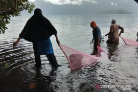 Tangkap nelayan di Danau Maninjau "melimpah", harga ikan rinuak anjok dari Rp100 ribu menjadi Rp20 ribu