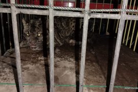 BKSDA evakuasi macan dahan di Pasaman Barat