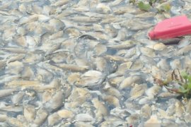 Petani KJA terus merugi, Ikan mati di Danau Maninjau Agam bertambah jadi 33 ton