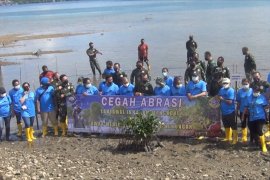 Lantamal IX Ambon tanam puluhan mangrove di Teluk Ambon