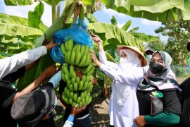 Bupati Ipuk dukung petani Banyuwangi budi daya pisang cavendish