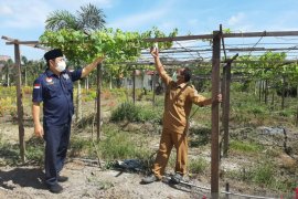 Batola Kalsel kembangkan "tanaman surga" guna topang ekonomi kerakyatan