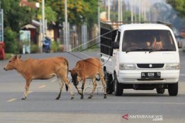 Hewan Ternak Liar Ganggu Pengguna Jalan Page 1 Small