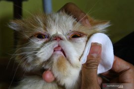 Jasa Penitipan Hewan di Malang