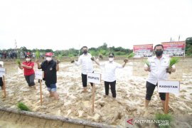 Bupati Karolin tanam padi perdana di Ngabang