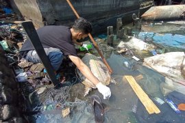 Komantab evakuasi bangkai  penyu di Perairan Sibolga