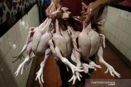 Harga ayam potong di Makassar naik jelang Idul Fitri 1442 H Page 1 Small