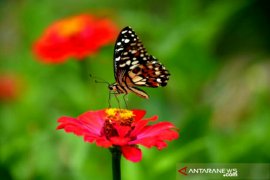 Catatan Asro Kamal Rokan - Puasa ulat dan kenangan masa kecil
