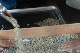 Dampak COVID-19 harga gabah Kopi Sipirok bertahan lemah