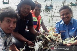 Perikanan rajungan Indonesia berkelanjutan dapat bantuan OSF Rp900 juta