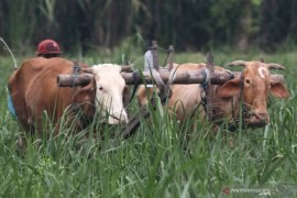 Bajak Sawah Tenaga Sapi