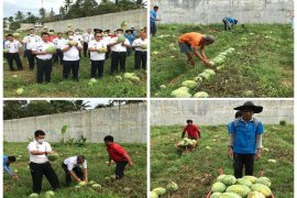 Lapas Sibolga kembali panen semangka 4 ton