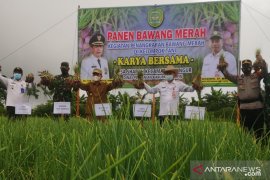 Tanah Tapin di Kalsel hasilkan bawang merah 8,4 ton perhektar