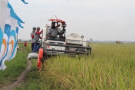 Ratusan Hektare Sawah Petani Mitra PTPN VII Panen Raya