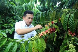 Kopi Robusta Merangin raih Sertifikat Indikasi Geografis