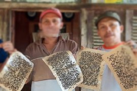 Wali nagari jelaskan soal ribuan lalat ganggu  warga Koto Tingga