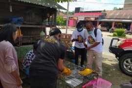 Warga Sungai Jariang Agam temukan kukang di tiang listrik, dirawat lalu dilaporkan dan diserahkan ke BKSDA