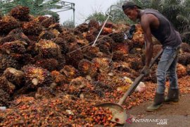 Harga TBS Sawit Naik Di Riau