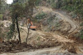 YES: Ada kerusakan hutan mengkhawatirkan di wilayah Tapsel mengancam habitat Orangutan Tapanuli