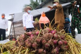 Pengembangan bawang merah Tapin terkendala pengelolaan bibit