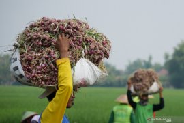 Panen Bawang Merah di Madiun
