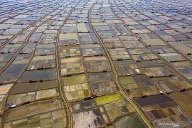 Ministries collaborate to tighten control on fish, salt imports